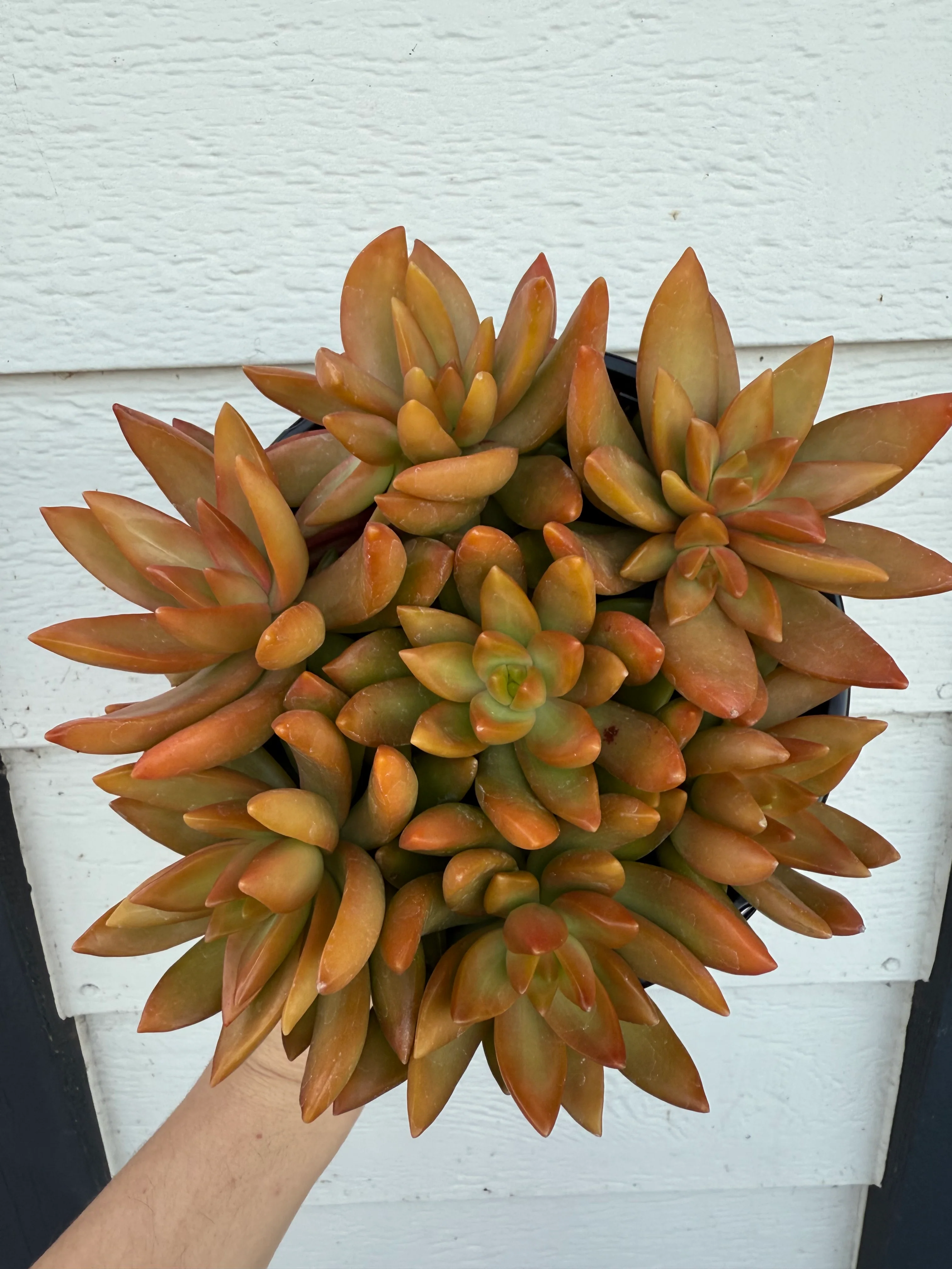 New Items & Restocks